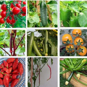 summer-vegetables-seeds-pack