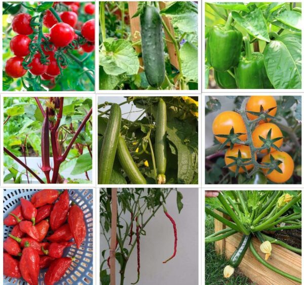 summer-vegetables-seeds-pack