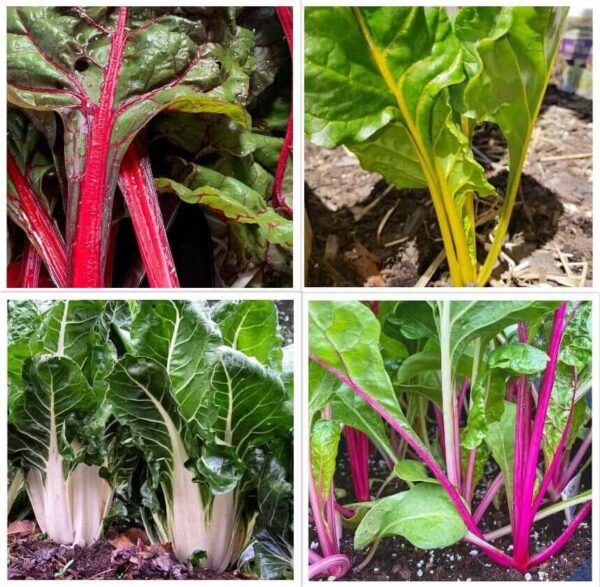 swiss chard variety seeds