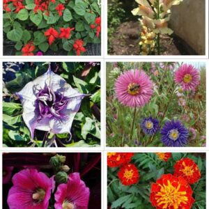 winter sowing flower seeds pack product image