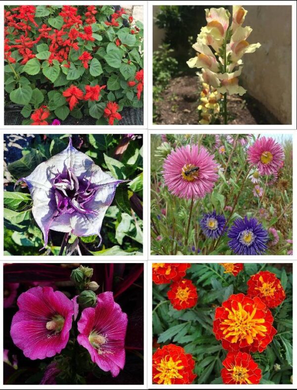 winter sowing flower seeds pack product image