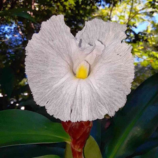 Cheilocostus speciosus blooming