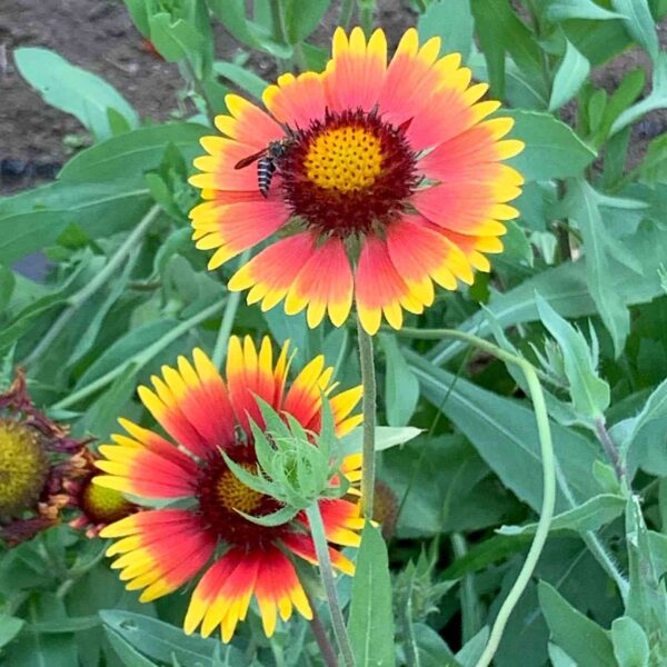 gaillardia pulchella blooming