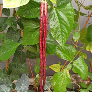 red long yard beans also known as red noodle beans