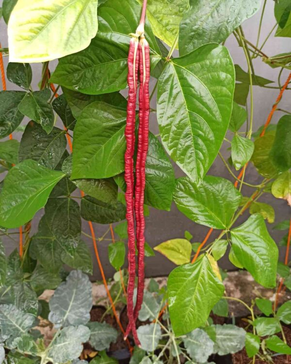 red long yard beans also known as red noodle beans