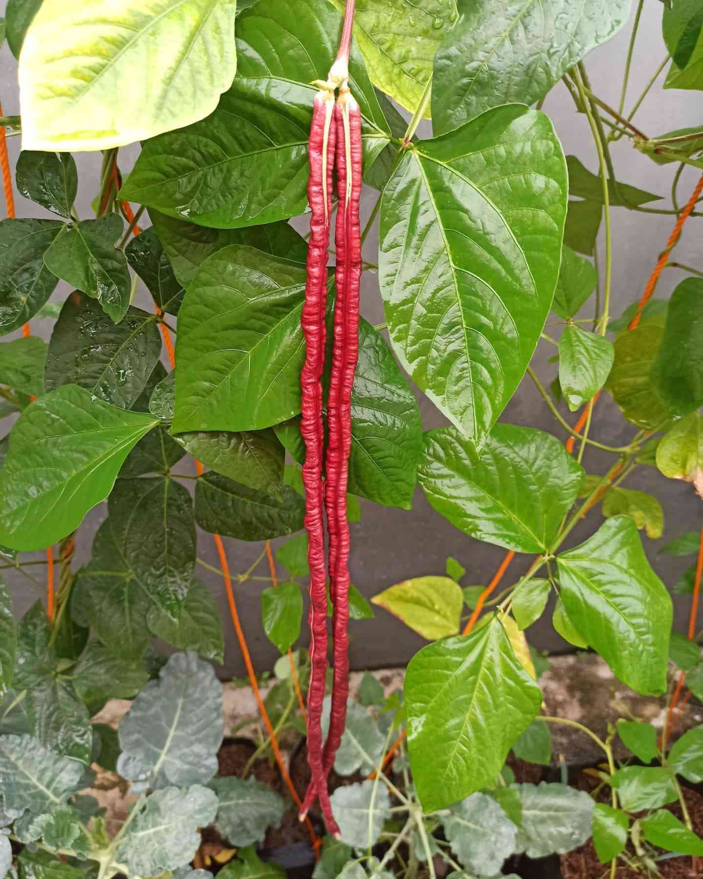 Bean Seeds-Mix Long Bean Seeds 10g Snake Yard-Long Asparagus Bean Red Noodle Pole Bean Garden Vegetable Organic Green Fresh for Planting Outside Door Cooking Dish Taste Sweet Delicious 