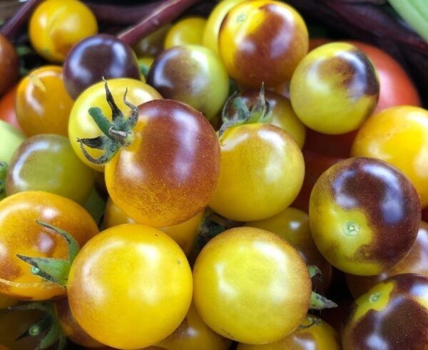 Blue Gold cherry tomatoes