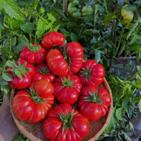 Costoluto Florentino Tomato Seeds