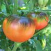Indigo Apple tomato