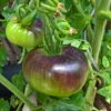 Indigo Apple tomato - Image 2