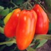 San Marzano Tomato Seeds