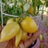 Yellow tomato