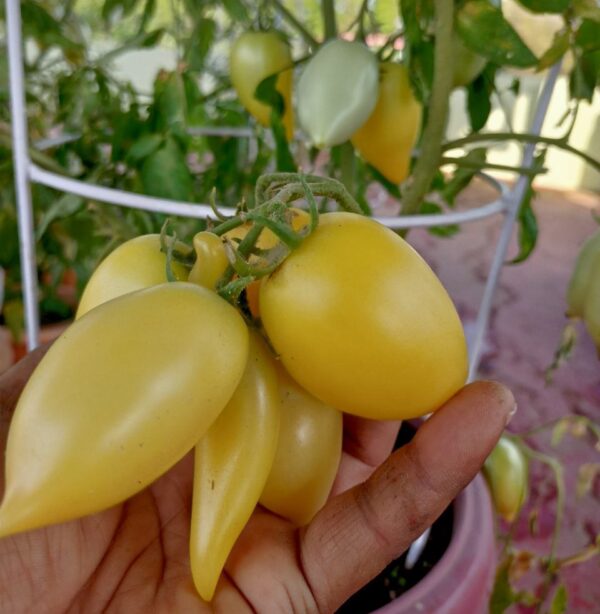 Yellow tomato