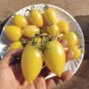 Cream Sausage Tomato Seeds