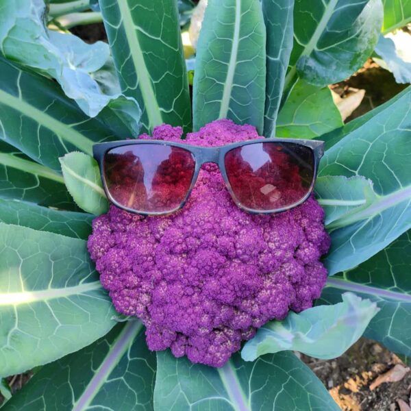 Cauliflower Purple gobhi