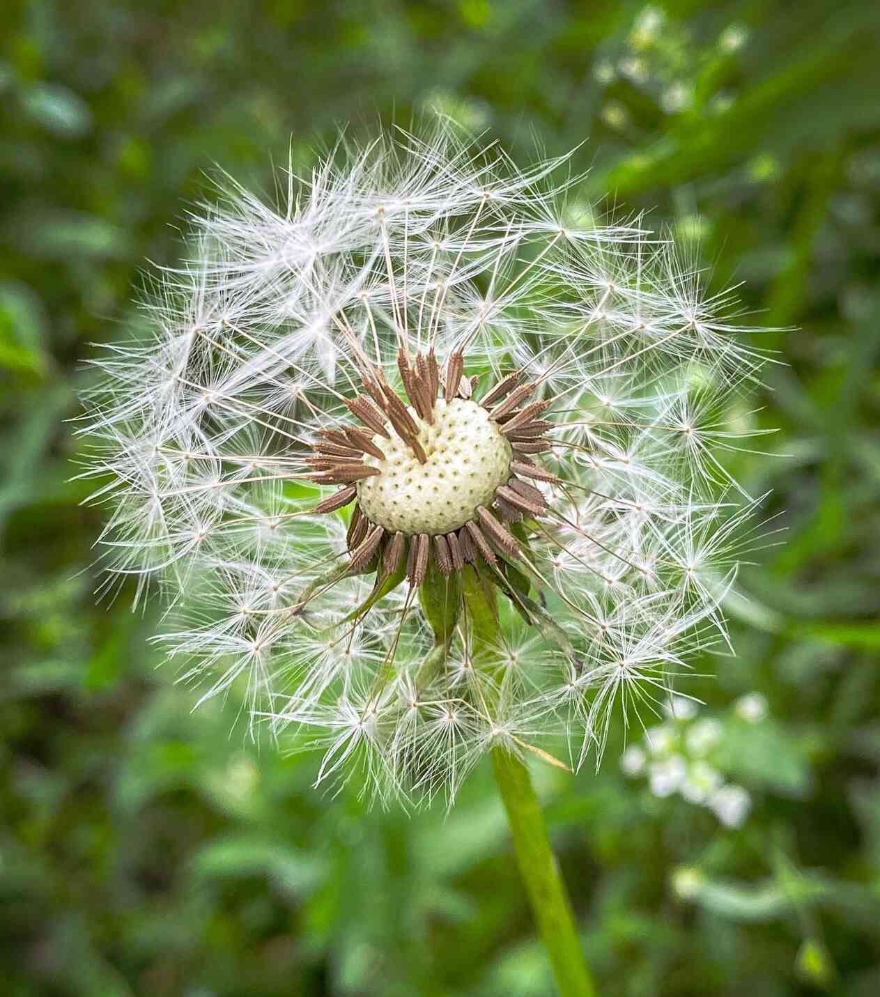 Buy Dandelion Seeds Mountain Top Seed Bank