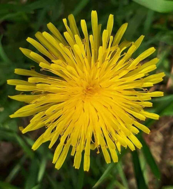 dandelion blooming