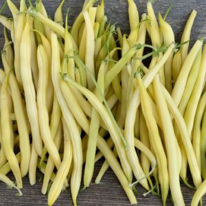 Golden Wax Bush beans harveted
