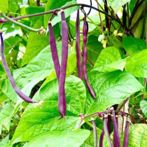 purple bush beans