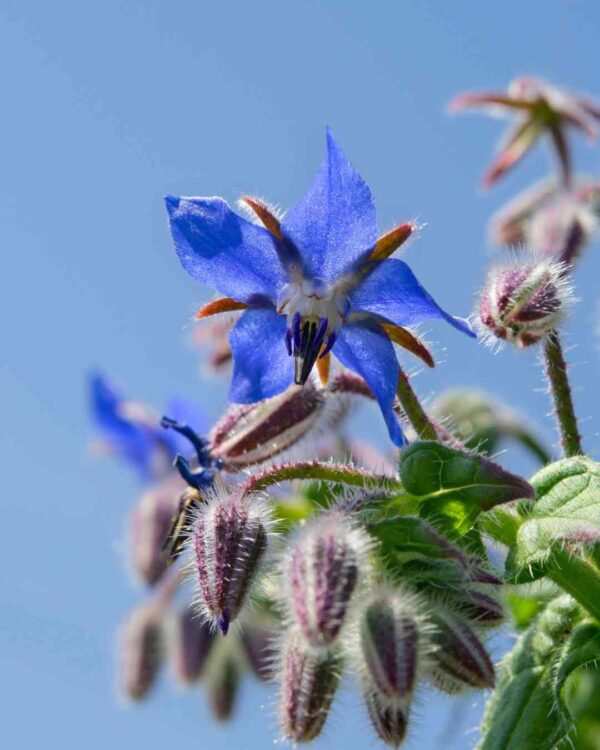 borage flower blooming