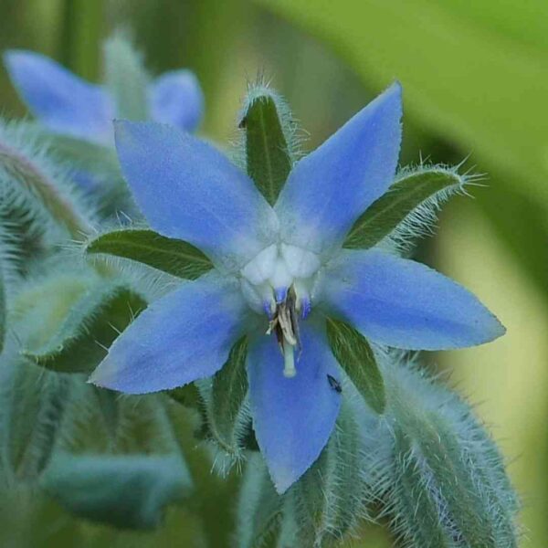 fully bloomed borage flower