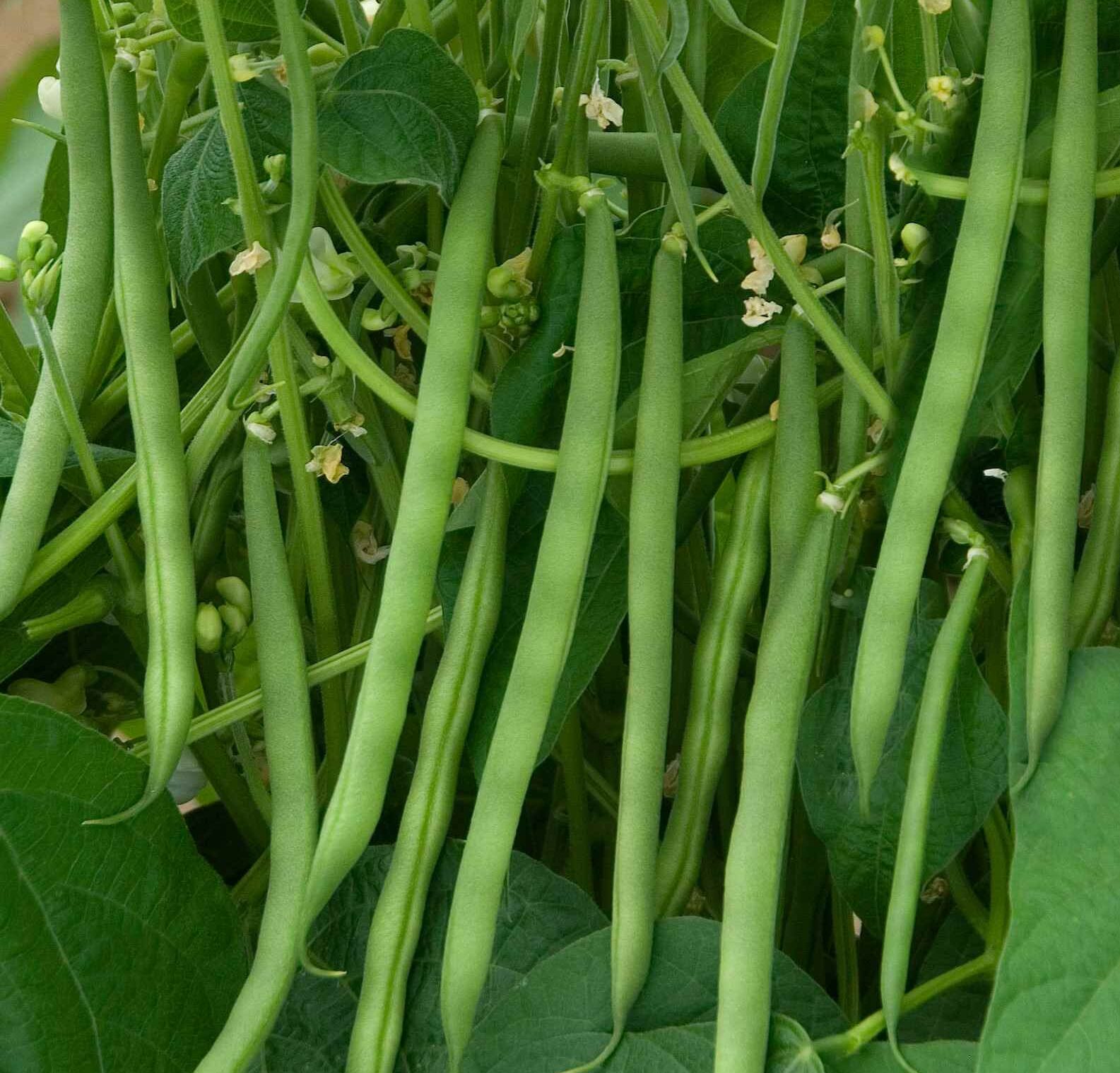 Contender Green Bush Beans Mountain Top Seed Bank