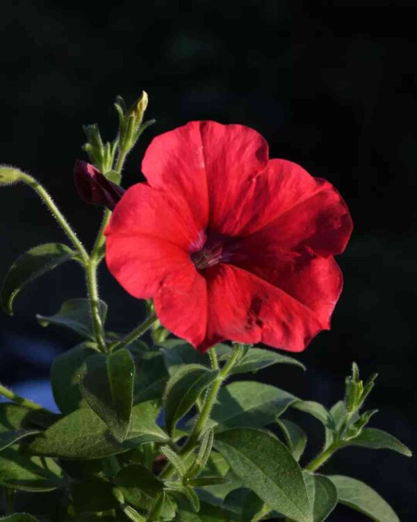 red petunia flower blooming