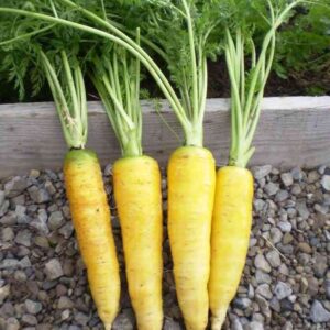 striking yellow colour carrot