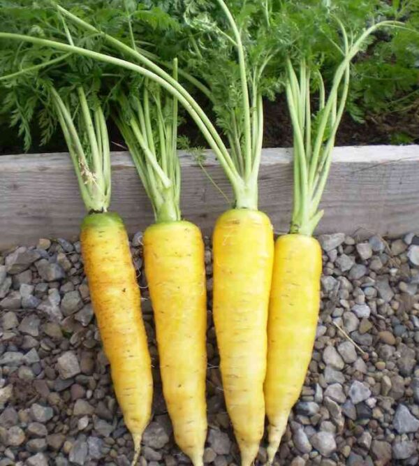 striking yellow colour carrot