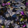 Black Pearl Chilli - Image 2
