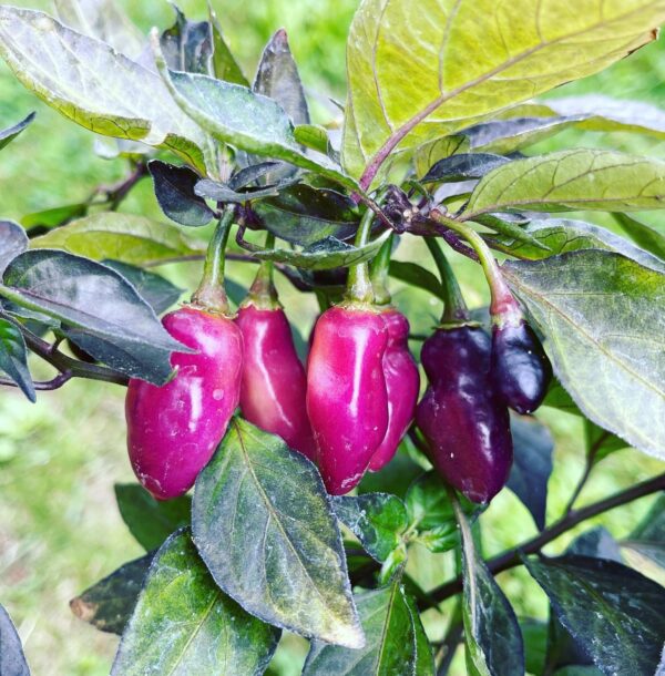 Fidalgo Roxa pepper