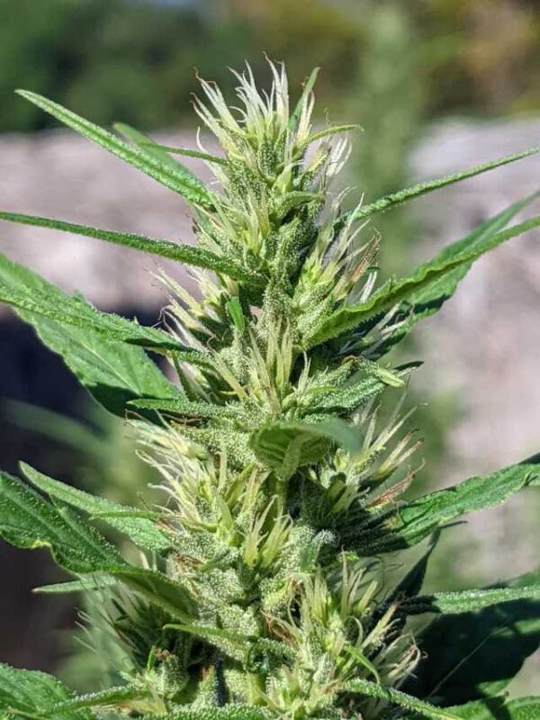 baramulla cannabis landrace plant blooming