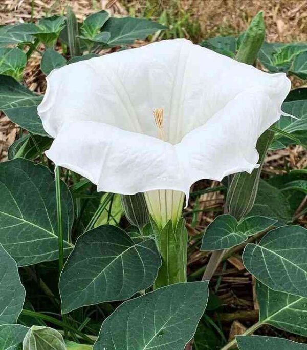 white dhatura awesome bloom