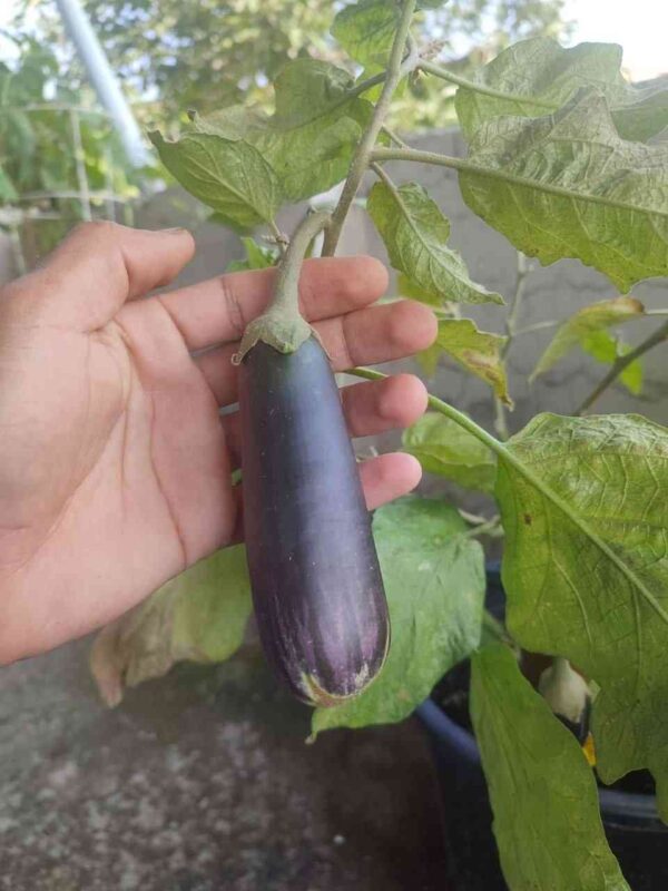 diamond brinjal growing at mountain top seed bank farm