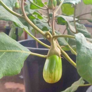 green thai brinjal grown in container from seeds