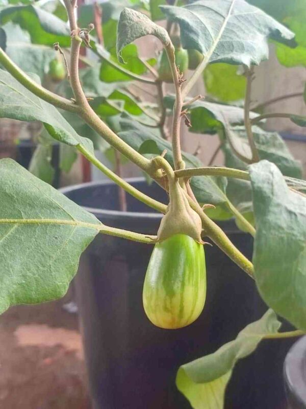 green thai brinjal grown in container from seeds