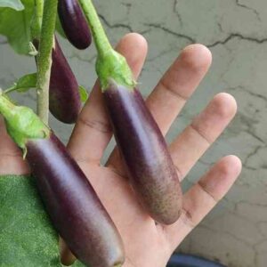 little finger brinjal grown in a container from seeds at mountain top seed bank farm