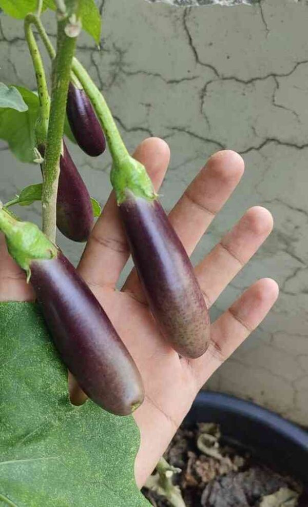 little finger brinjal grown in a container from seeds at mountain top seed bank farm