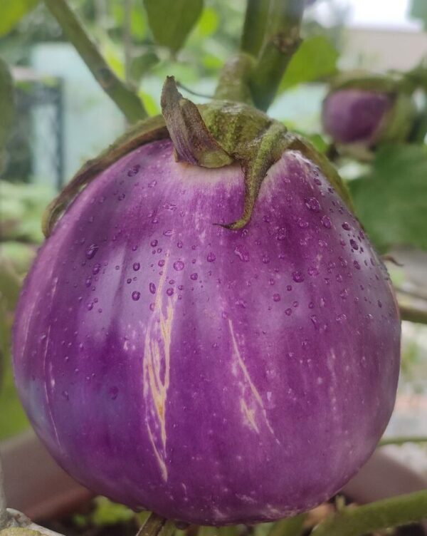 rosa bianca brinjal seeds