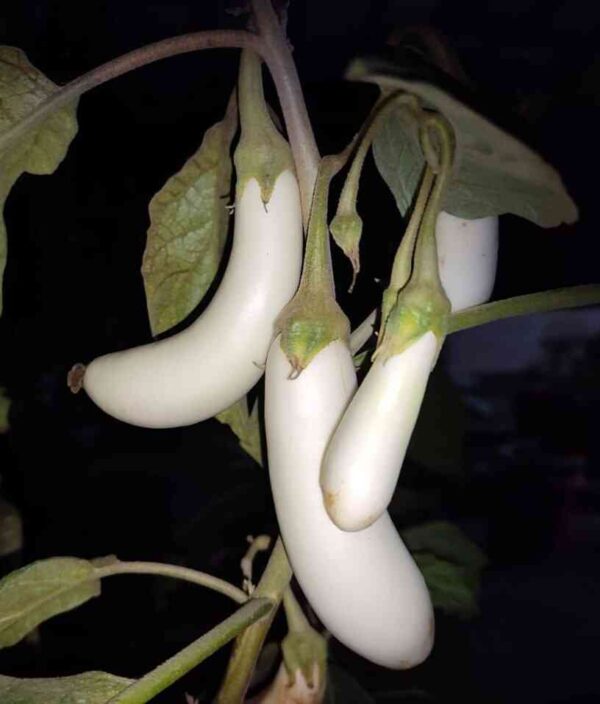 white long brinjal grown in pot from seeds at mountain top seed bank