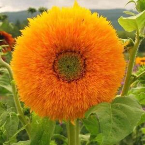 teddy sungold flower blooming
