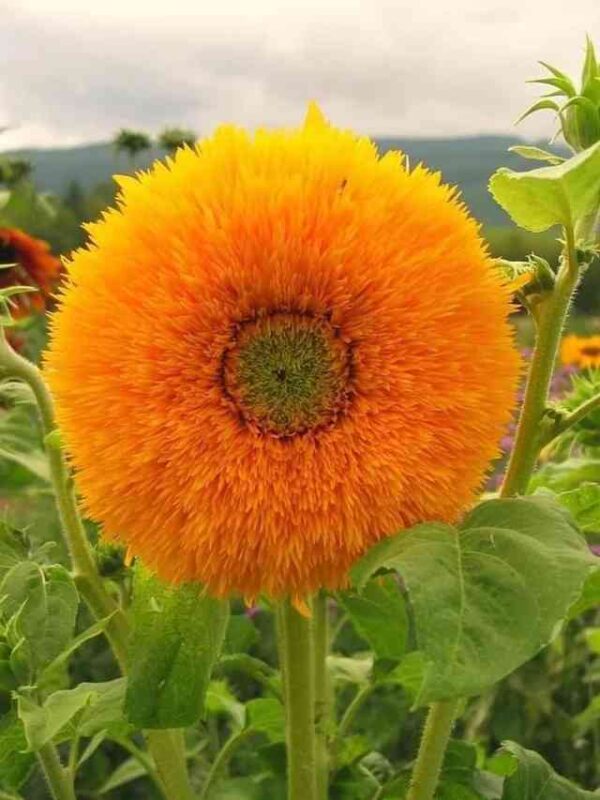 teddy sungold flower blooming