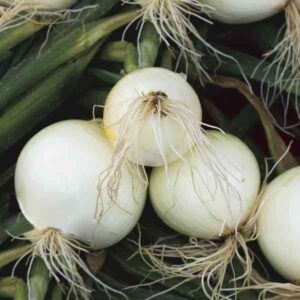 white onions harvested at mountain top seed bank