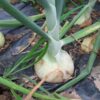White Onion Seeds - Image 2