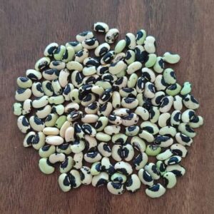 clack eyed cowpea beans seeds harvested