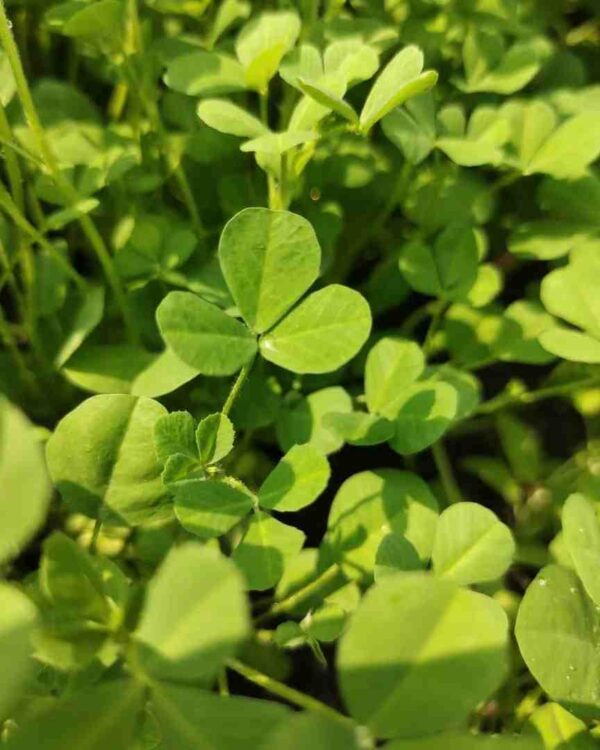 kasturi methi green leaves