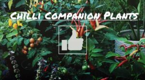 chilli or hot pepper companion plants.