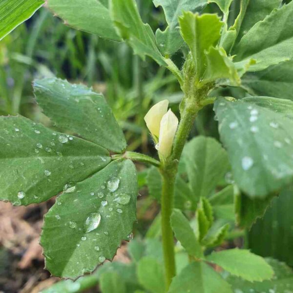 kasturi methi plant flowering