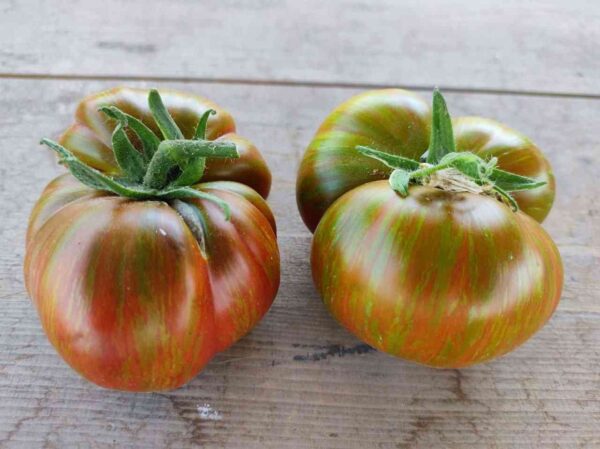 Large Barred Boar beefsteak tomato