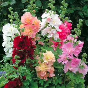 hollyhock double mixed flowering